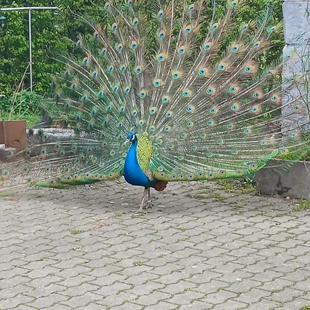 La Ferme Du Chateau Holiday home Stoumont