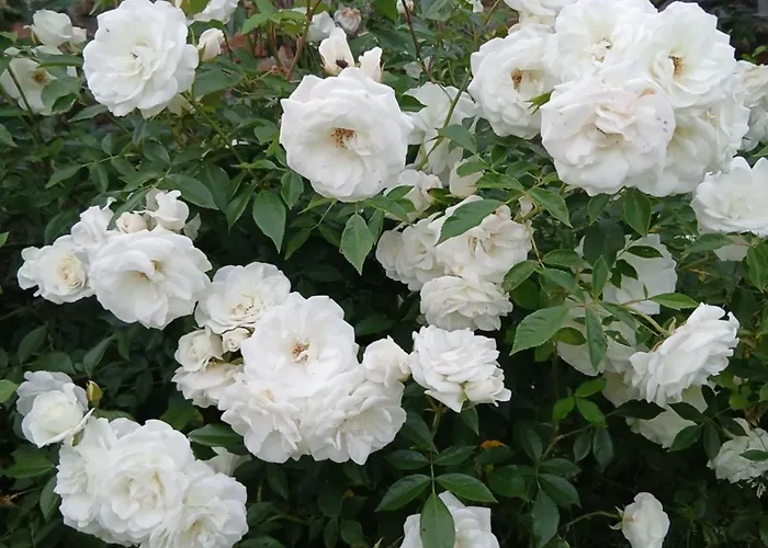 La Ferme Du Chateau Vakantiehuis Stoumont